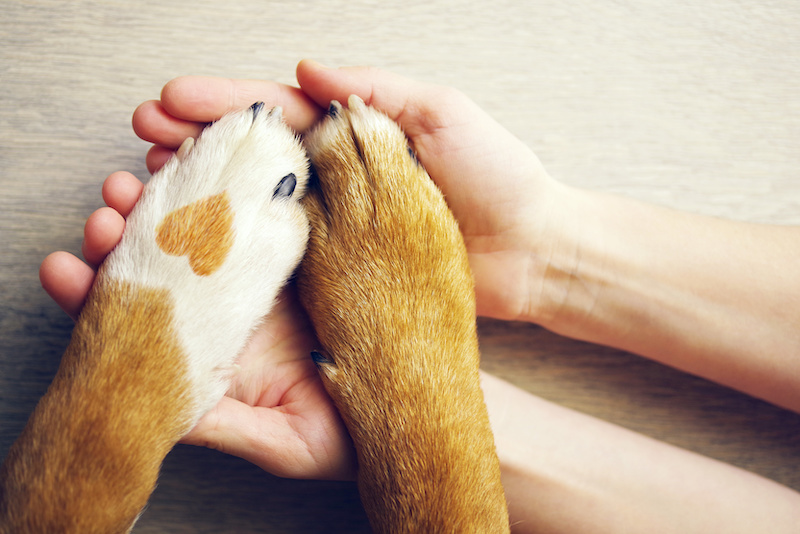 GLI EFFETTI BENEFICI DELLA PET THERAPY